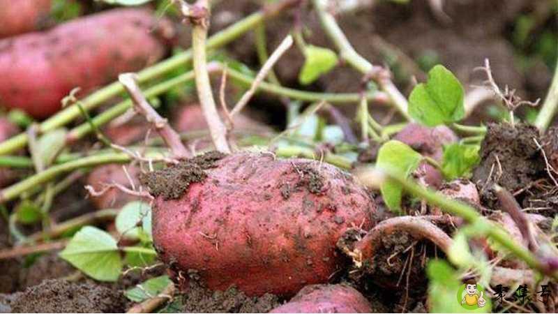 番薯和地瓜的区别