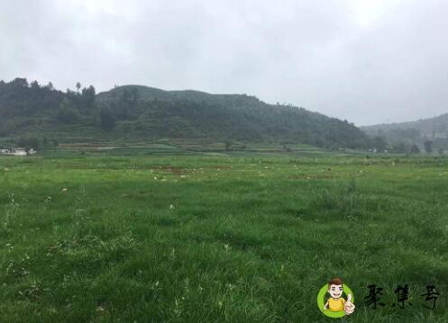 详细阅读:复绿是什么意思 复绿是什么意思