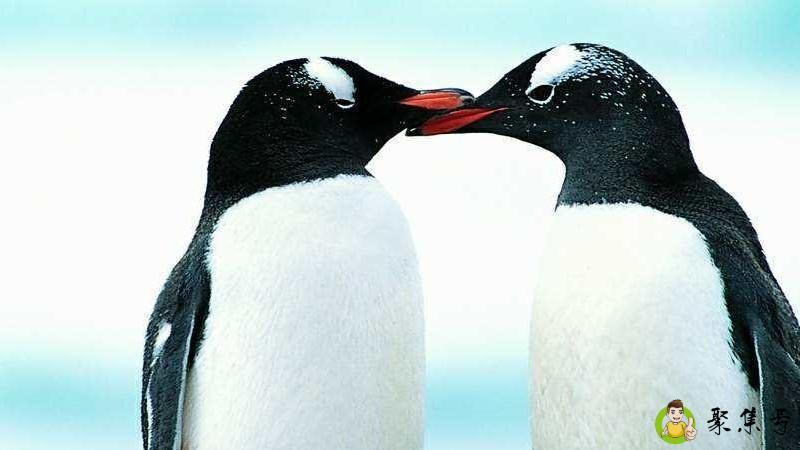 详细阅读:人为什么不吃企鹅肉 人为什么不吃企鹅肉