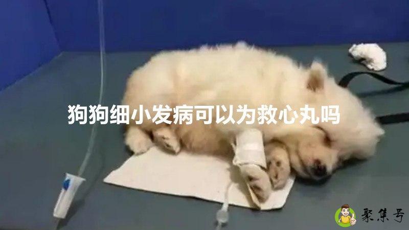 详细阅读:狗狗细小发病可以喂救心丸吗 狗狗细小发病可以喂救心丸吗