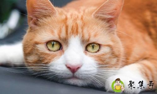 详细阅读:吸喵是什么意思 吸喵是什么意思