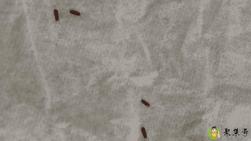 床上的跳蚤一般在哪藏