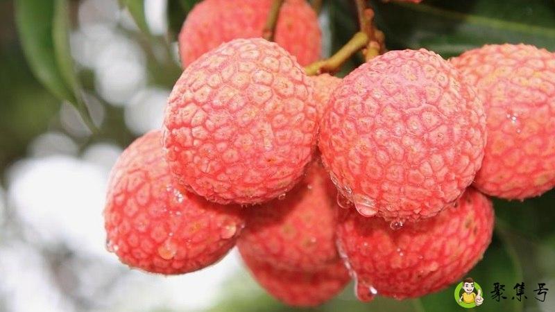 详细阅读:荔枝的英文 荔枝的英文