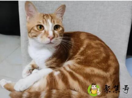 田猫子的学名叫什么