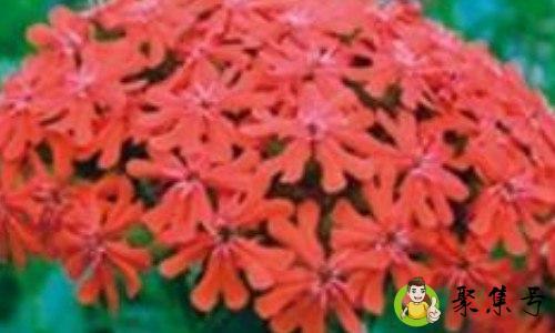 剪秋罗生长在哪里