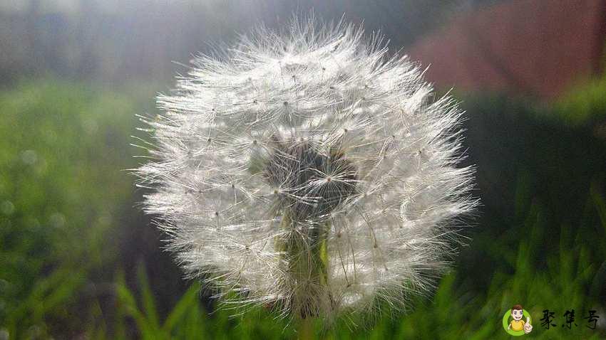 详细阅读:蒲公英晒干泡水注意 蒲公英晒干泡水注意