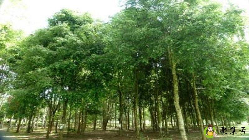 详细阅读:铁力木的特点和作用分别是什么 铁力木的特点和作用分别是什么