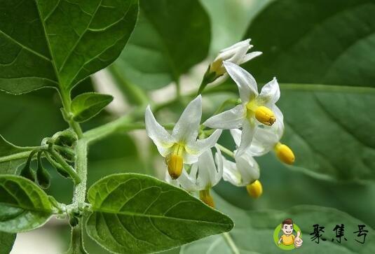 详细阅读:龙葵花花语 龙葵花花语