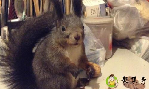 详细阅读:雪地松鼠和魔王松鼠的区别 雪地松鼠和魔王松鼠的区别