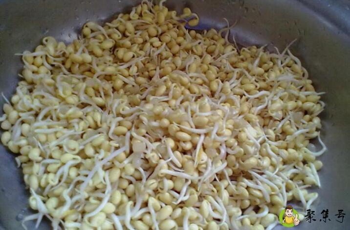 详细阅读:黄豆发芽过程观察日记 黄豆发芽过程观察日记