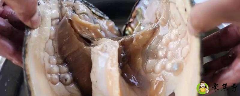 详细阅读:取珍珠时蚌痛苦吗 取珍珠时蚌痛苦吗