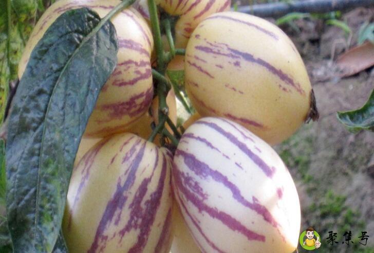 详细阅读:人参果是长在树上还是长在藤上 人参果是长在树上还是长在藤上