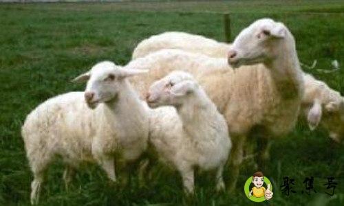 详细阅读:湖羊的特点 湖羊的特点