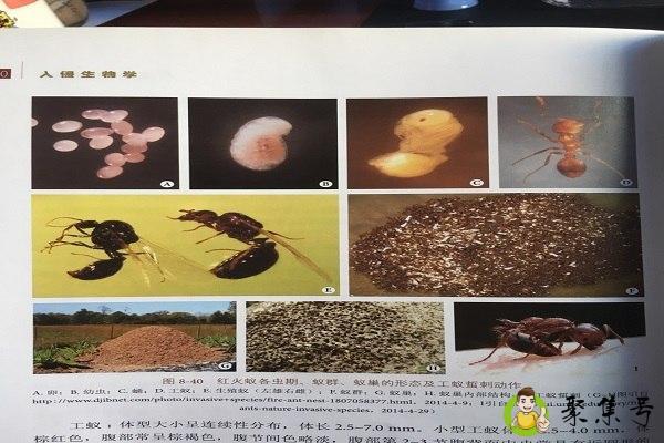 详细阅读:生物入侵的危害 生物入侵的危害