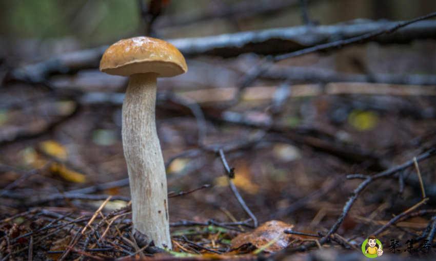 野生菜的种类有什么呢