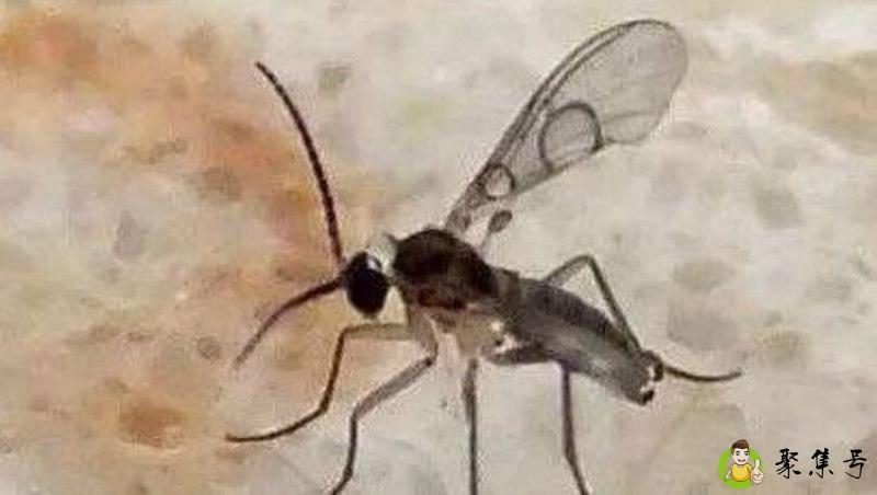 详细阅读:小黑飞是什么 小黑飞是什么