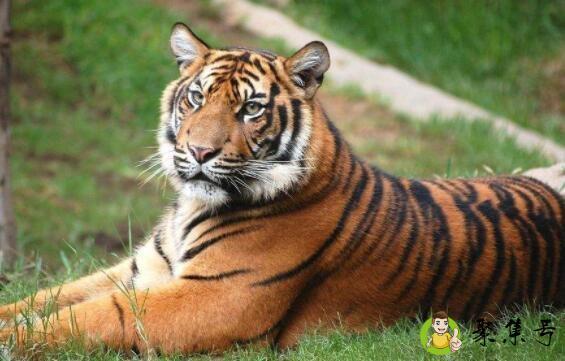 详细阅读:火花是指什么生肖 火花是指什么生肖