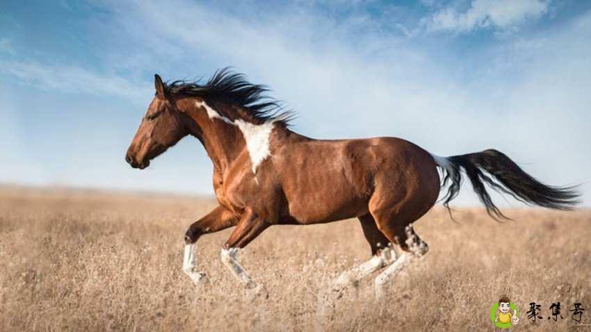 详细阅读:马睡觉是站着还是趴着 马睡觉是站着还是趴着