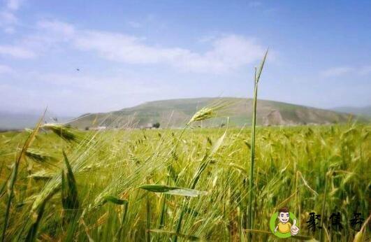 详细阅读:青稞和大麦的区别 青稞和大麦的区别