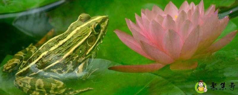 电子蛙眼的作用