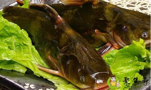 详细阅读:嘎鱼身上的黄怎么清理 嘎鱼身上的黄怎么清理