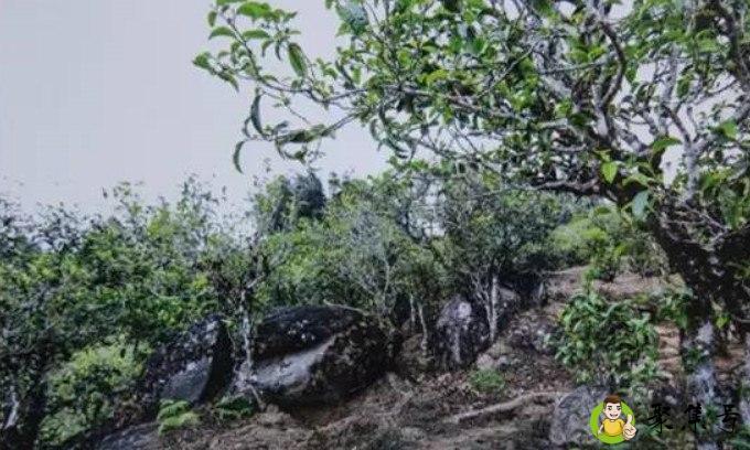 邦东茶与昔归茶区别