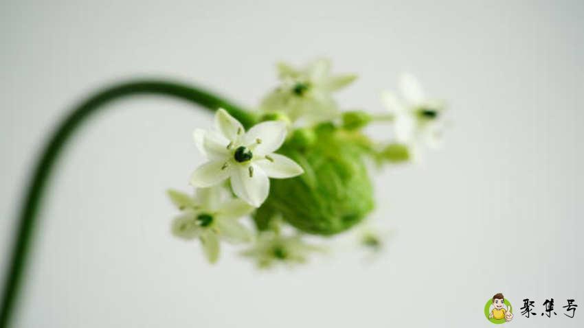 伯利恒之星花语