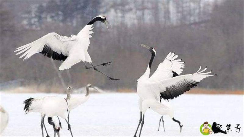 一对仙鹤寓意什么