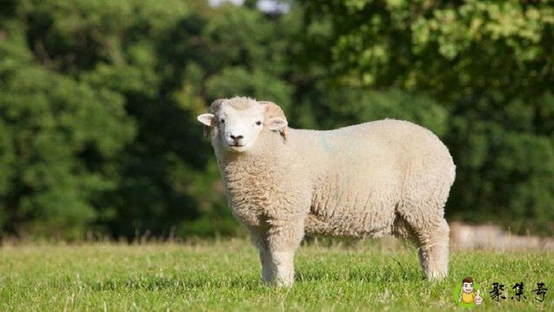 十羊九不全一全坐殿前是什么意思