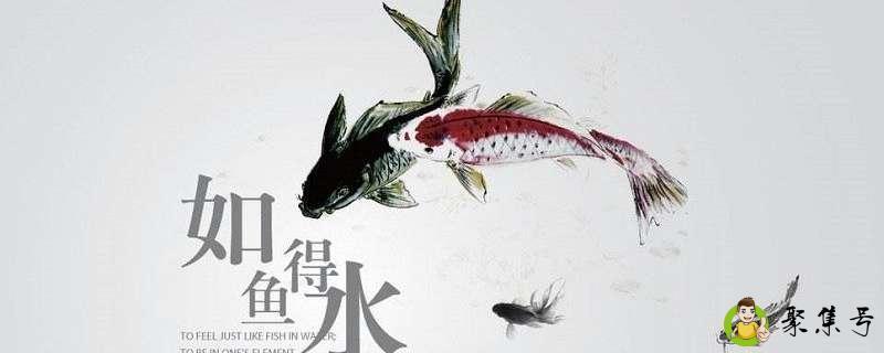 如鱼得水的意思