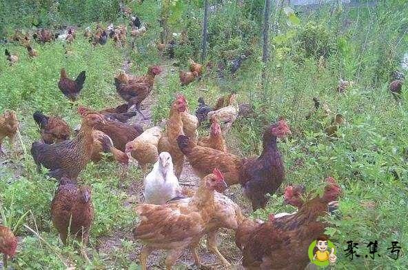 详细阅读:宰好的鸡鸭能过安检吗 宰好的鸡鸭能过安检吗