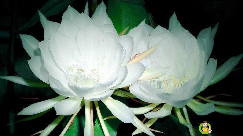 详细阅读:昙花花语是什么 昙花花语是什么