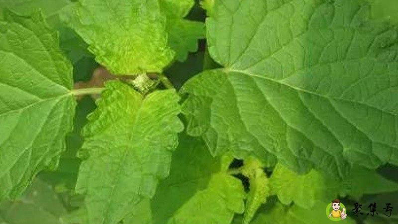 详细阅读:把蒿与野苏子区别 把蒿与野苏子区别