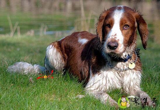 详细阅读:史宾格凶吗 史宾格凶吗