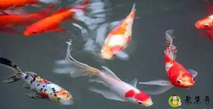 详细阅读:koi是锦鲤的意思吗 koi是锦鲤的意思吗
