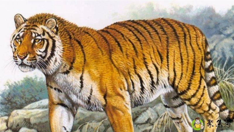 雷横代表什么生肖