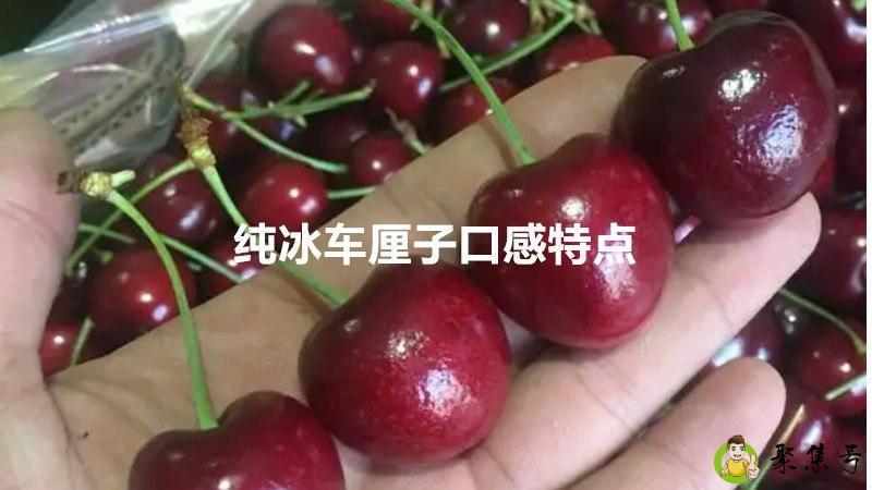 纯冰车厘子口感特点