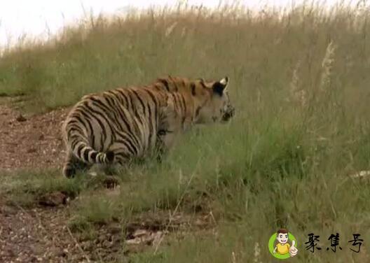 虎啸非洲为什么叫停了