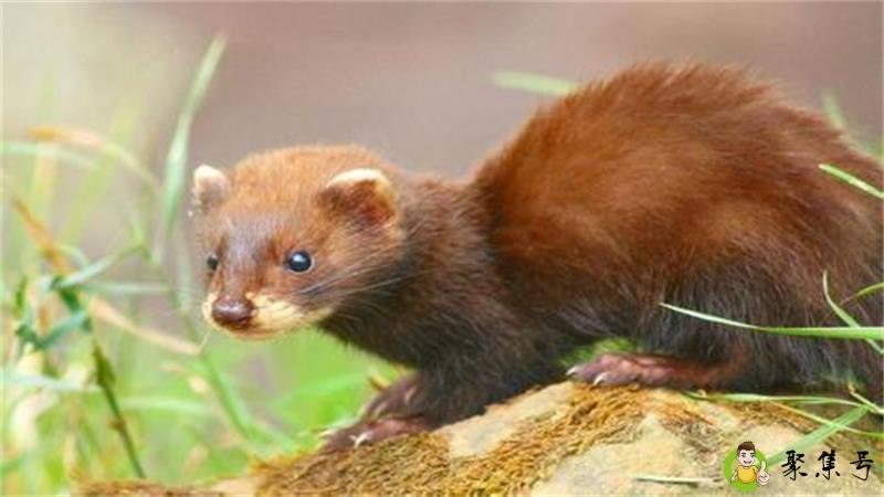 详细阅读:水貂是什么动物 水貂是什么动物