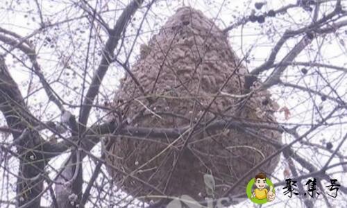 马蜂窝怎么形成的