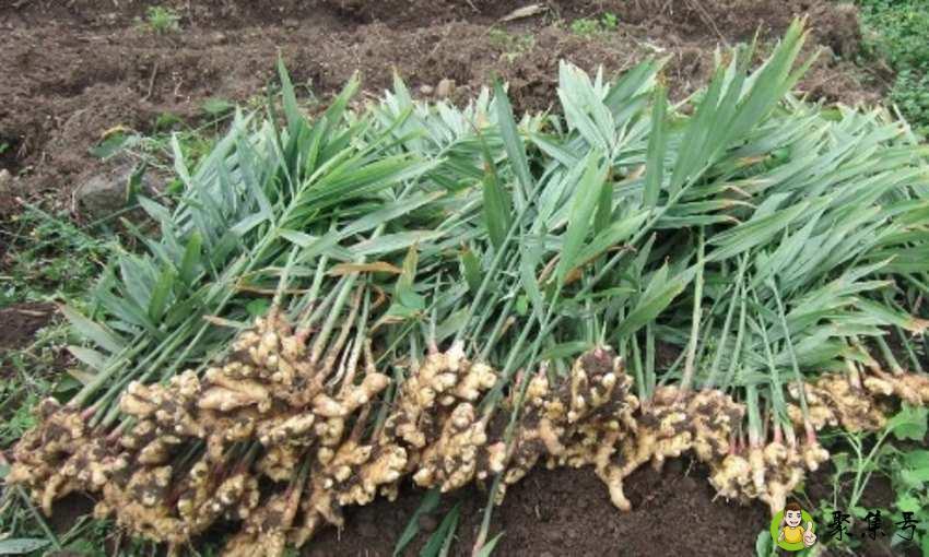 小黄姜与普通姜的区别是什么