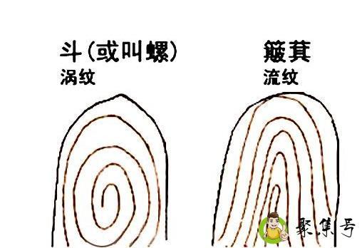 手指有斗代表什么意思