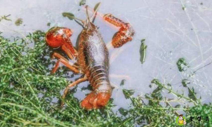 虾是冷水下锅还是热水比较好