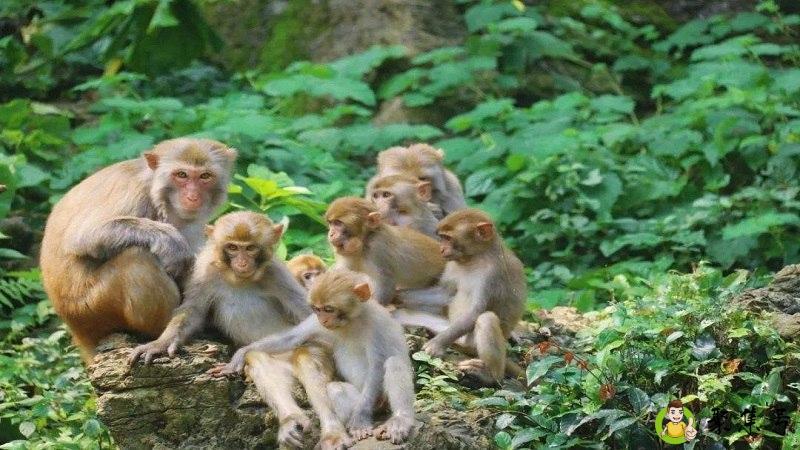 猴群离树什么意思