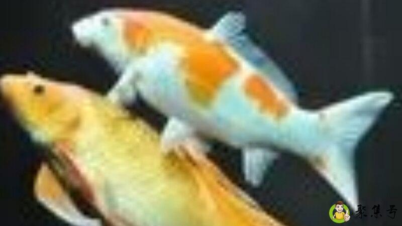 茶鲤与普通锦鲤区别