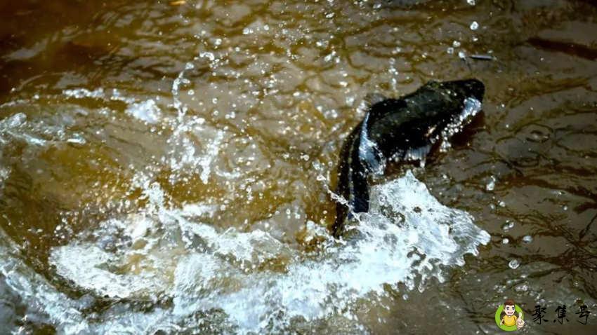 黑鱼有寄生虫吗