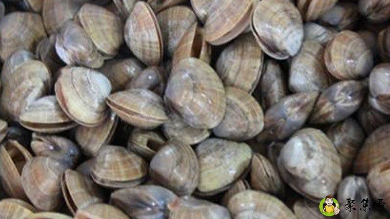 文贝和黄蚬子的区别