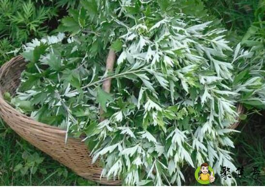 陈艾叶和新艾叶的区别