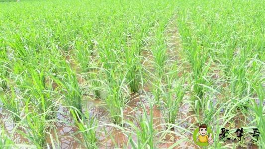 杂交水稻有毒吗