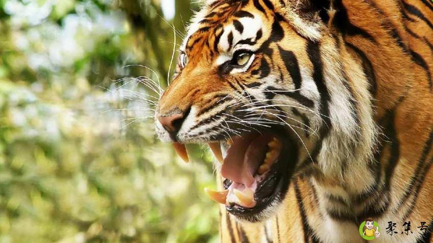 老虎抓到一头鹿启示